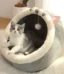 Foldable cartoon cat bed with removable cushion