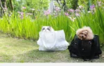 Lightweight Breathable Pet Shoulder Bag Summer Mesh Carrier for Small Pets Fashion Ruffled Mesh Pet Tote Bag - Image 6