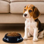Stainless Steel Pet Feeding Bowl with Non-Slip Rubber Base, Durable Food and Water Bowl for Dogs and Cats