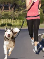 Hands Free Dog Walking Belt Pet Running Lead Waist Belt Jogging Hiking Coupler - Image 2