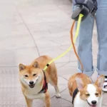 360Â° Retractable Lead Leash Double Tangle Pet Dog Training Lead 3M for 2 Dog UK - Image 2