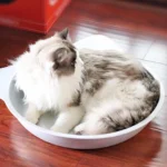 Aluminum Cat Bed Comfortable Cute Round Cat Ear Shaped Pet Cooling Bed for Pet Supplies - Image 4