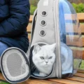Pet Travel Backpack