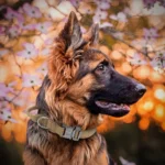 Breathable Nylon Dog Collar Outdoor Training Leash Kit Pet Accessories for Medium and Large Breed Dogs - Image 6