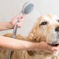 Pet Grooming