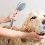 Pet Grooming