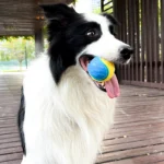 Squeaky Dog Ball Toy - Image 3