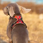 Reflective Padded Dog Harness - Image 6
