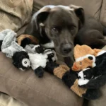 Stuffing Free Squeaky Dog Toy - Image 5