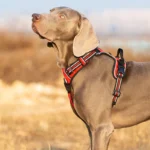 Reflective Padded Dog Harness - Image 5